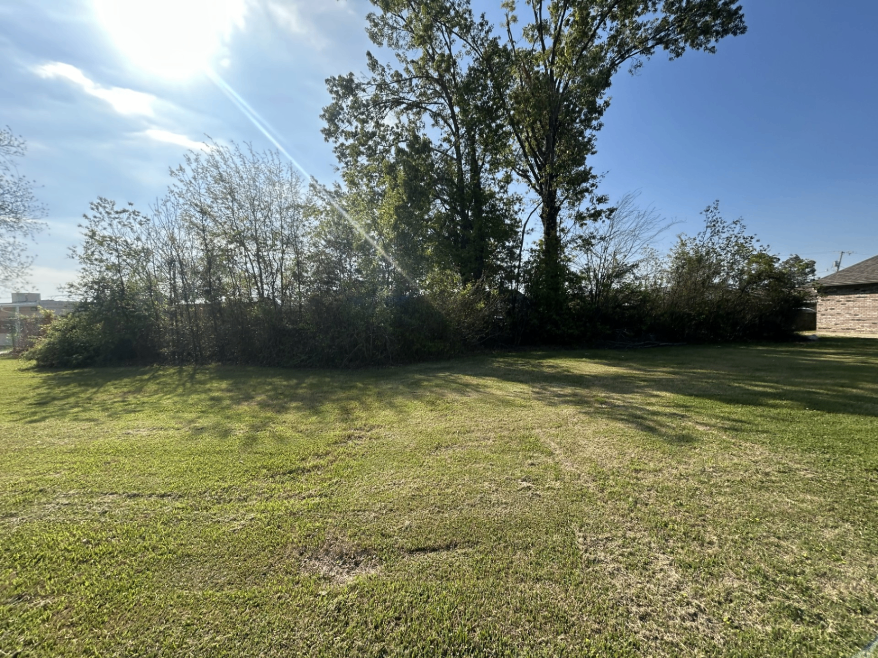 Overgrown lot before land clearing
